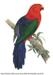 (image for) RSBL Parakeet King Parrot